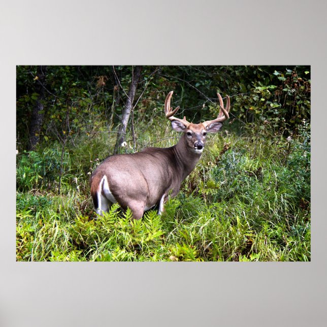Póster Poster de lienzo de buck con cola blanca (Frente)