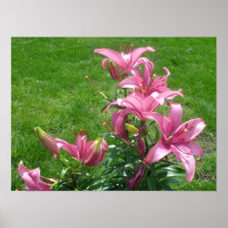 Póster Poster de Lilies Asiáticos Rosa