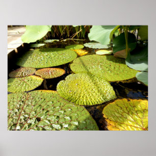 Póster Poster de Lily Pads