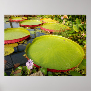Póster Poster de Lily Pads