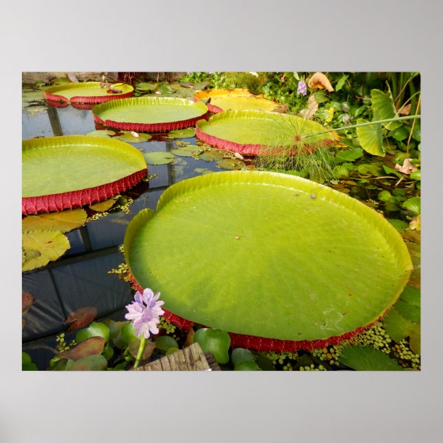 Póster Poster de Lily Pads (Frente)