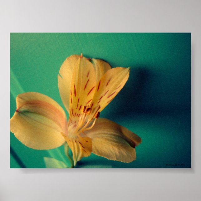 Póster Poster de Lily Tropical (Frente)