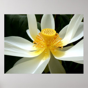 Póster Poster de Lily Water