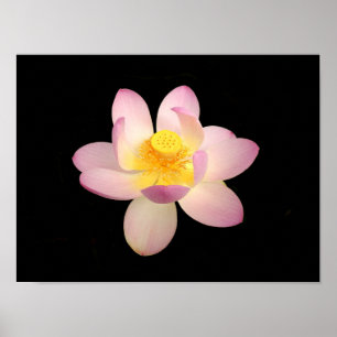 Póster Poster de Lily Water