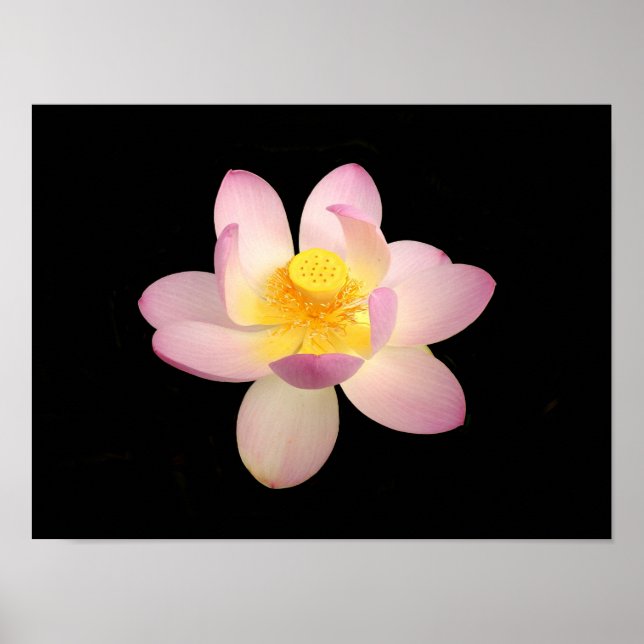 Póster Poster de Lily Water (Frente)