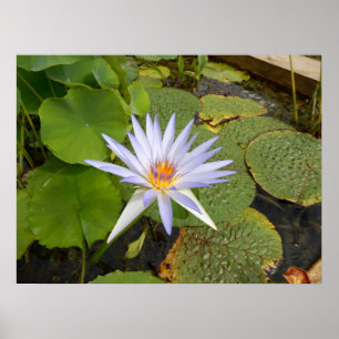 Póster Poster de Lily Water