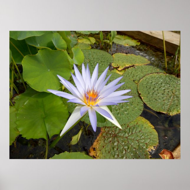 Póster Poster de Lily Water (Frente)