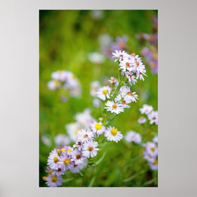 Póster Poster de línea de belleza (Frente)