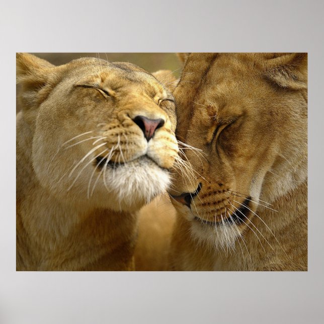 Póster Poster de Lionesses (Frente)