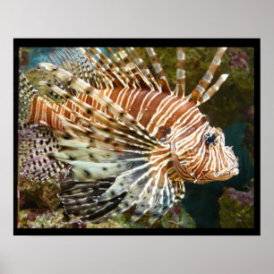 Póster Poster de Lionfish