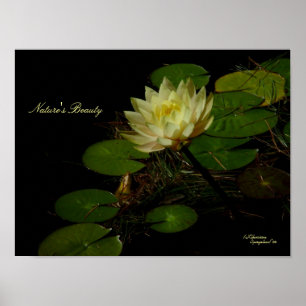 Póster Poster de Lirio de Agua Amarillo