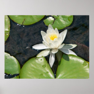 Póster Poster de Lirio de Agua Blanca