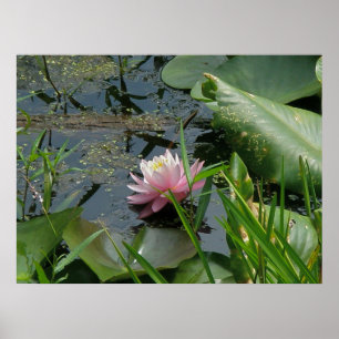 Póster Poster de Lirio de Agua Rosa