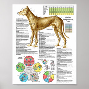Póster Poster de localización de puntos de acupuntura de 