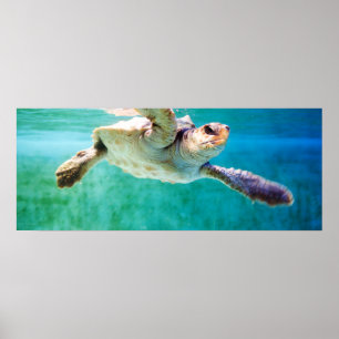 Póster Poster de Loggerhead #3