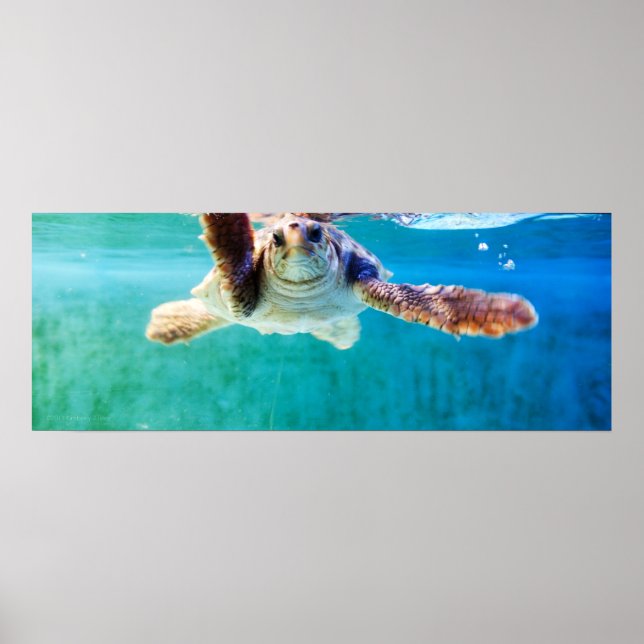 Póster Poster de Loggerhead #4 (Frente)