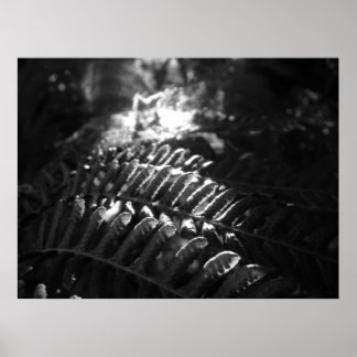 Póster Poster de "look-into-the-Light"