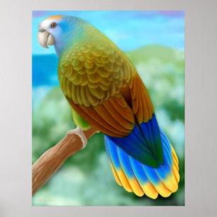 Póster Poster De Loro De San Vicente En Peligro