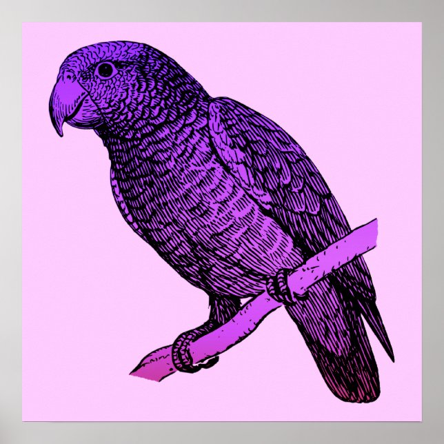Póster Poster de loro morado (Frente)