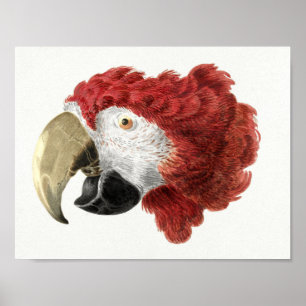 Póster Poster de loros