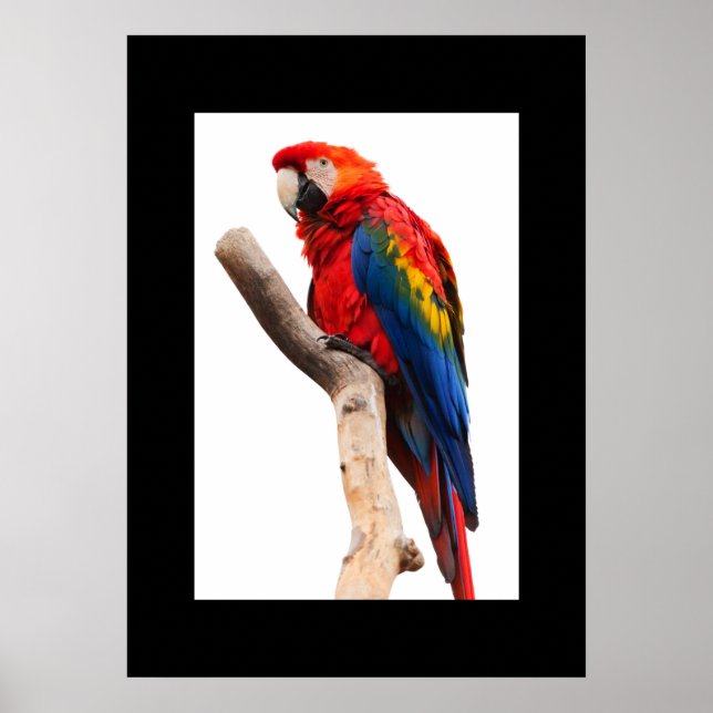 Póster Poster de loros (Frente)