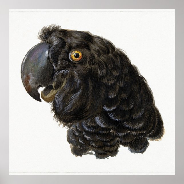 Póster Poster de loros (Frente)