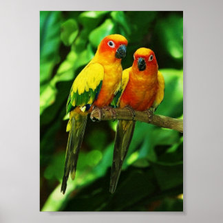 Póster Poster de loros