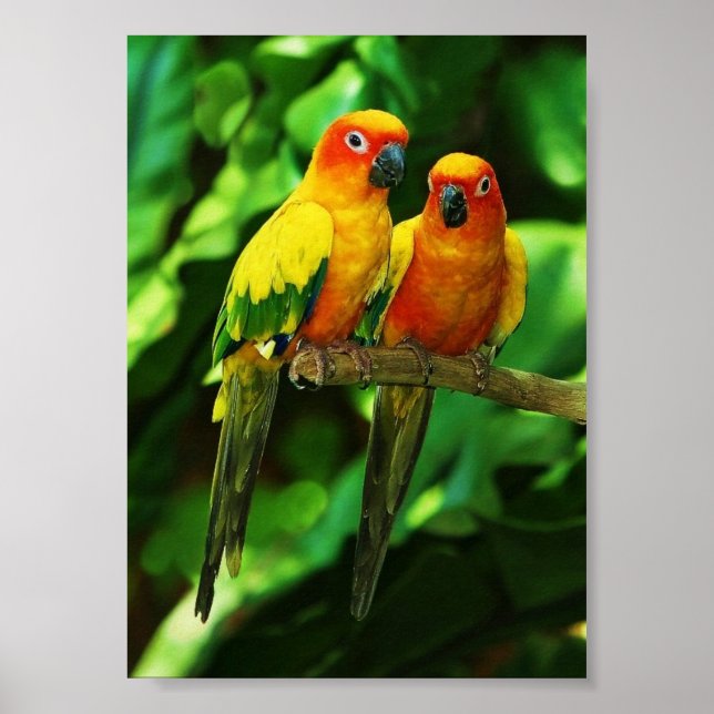 Póster Poster de loros (Frente)