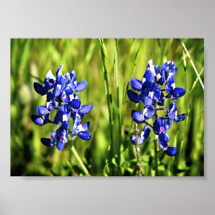 Póster Poster de los Bluebonnets
