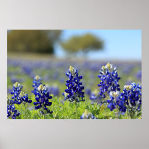 Póster Poster de los Bluebonnets de Tejas
