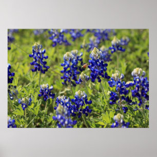 Póster Poster de los Bluebonnets de Tejas