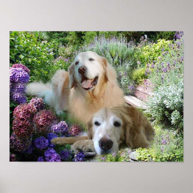 Póster Poster de los Budistas de Oro (Frente)