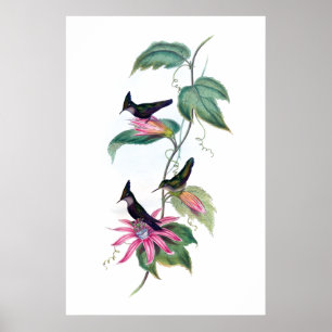 Póster Poster de los colibríes
