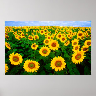 Póster Poster de los girasoles (GRANDE)