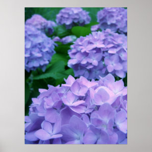 Póster Poster de los Hydrangeas el   {púrpura}