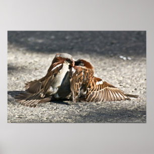 Póster Poster de los luchadores callejeros urbanos alados