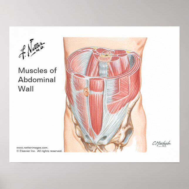 Póster Poster de los músculos de la pared abdominal anter (Frente)