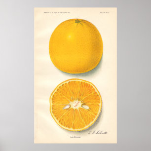 Póster Poster de los naranjas del vintage