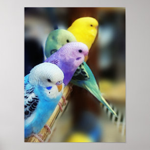 Póster Poster de los Parakeets