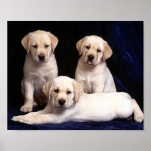 Póster Poster de los perritos