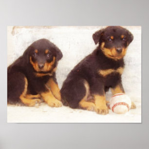 Póster Poster de los perritos de Rottweiler