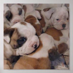 Póster Poster de los perritos del bulldog