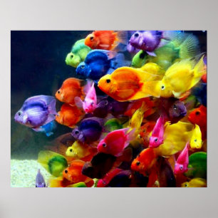 Póster Poster de los pescados de arco iris