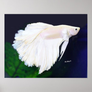 Póster Poster de los pescados de Betta del platino