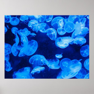 Póster Poster de los pescados de jalea de la luna