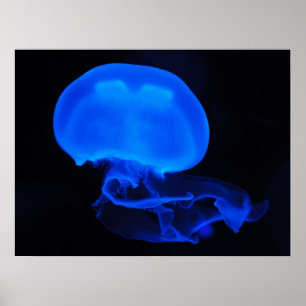 Póster Poster de los pescados de jalea de la luna