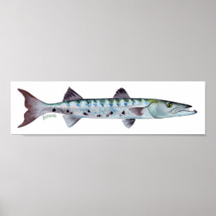 Póster Poster de los pescados del Barracuda