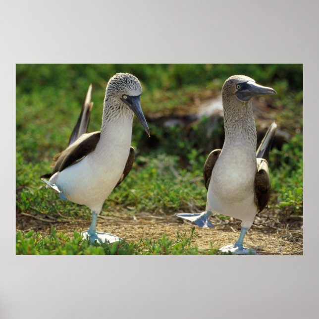Póster Poster de los pies de los Boobies de pie azul (Frente)