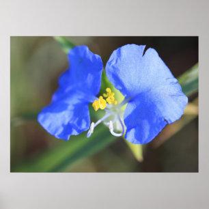 Póster Poster de los rasgones de las viudas