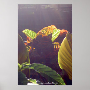 Póster Poster de los rayos